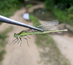 Paracercion plagiosum