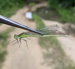 Paracercion plagiosum