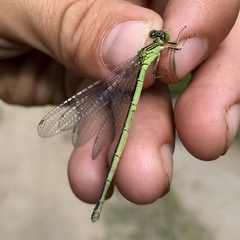 Paracercion plagiosum