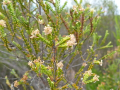 Passerina truncata