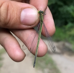 Paracercion plagiosum