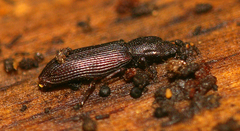 Pycnomerus