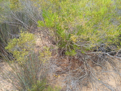 Passerina truncata