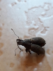 Naupactus versatilis