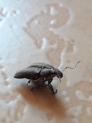 Naupactus versatilis