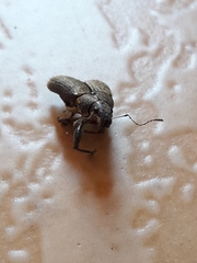 Naupactus versatilis