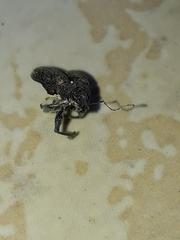 Naupactus versatilis