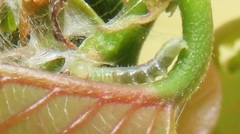 Lophoptera