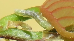 Lophoptera
