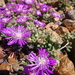 Drosanthemum - Photo (c) Petra Broddle, μερικά δικαιώματα διατηρούνται (CC BY-NC), uploaded by Petra Broddle