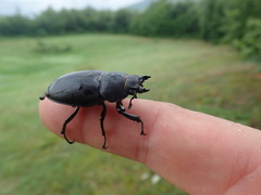 Lucanus cervus