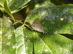 Pseudolycaena marsyas