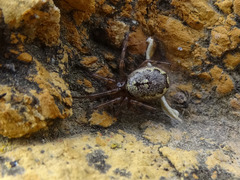 Enoplognatha diversa
