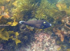 Eubalichthys bucephalus