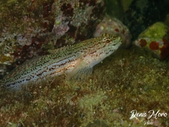 Gobius fallax