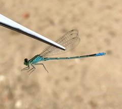 Paracercion hieroglyphicum