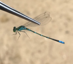 Paracercion hieroglyphicum