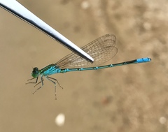 Paracercion hieroglyphicum