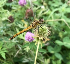 Sympetrum cordulegaster