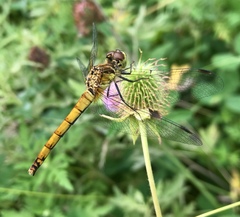 Sympetrum cordulegaster
