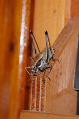 Eupholidoptera smyrnensis