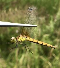 Sympetrum cordulegaster