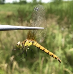 Sympetrum cordulegaster