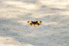 Junonia hierta paris