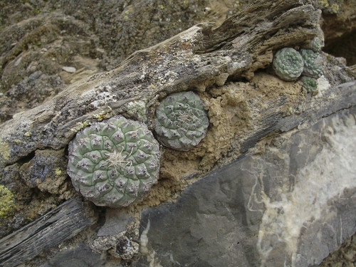 Strombocactus disciformis