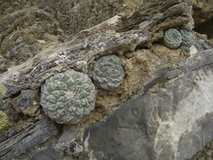 Strombocactus disciformis disciformis