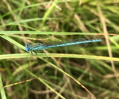 Paracercion plagiosum