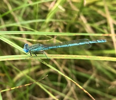 Paracercion plagiosum