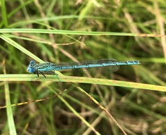 Paracercion plagiosum