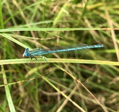 Paracercion plagiosum