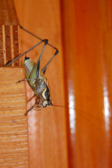 Eupholidoptera smyrnensis