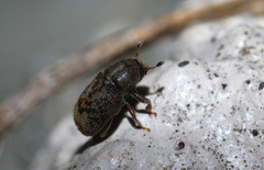 Chaetoptelius mundulus