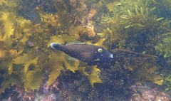 Eubalichthys bucephalus