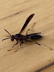Polistes parametricus