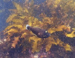 Eubalichthys bucephalus