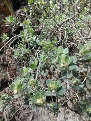 Baccharis tola