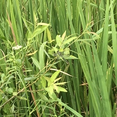 Shaogomphus schmidti