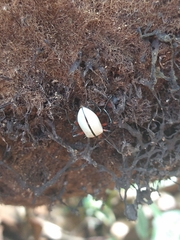 Poecilesthus suturalis