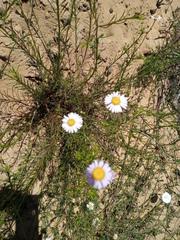 Felicia hyssopifolia