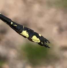 Shaogomphus schmidti