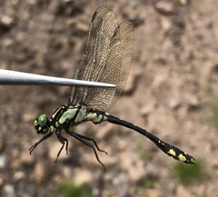 Shaogomphus schmidti