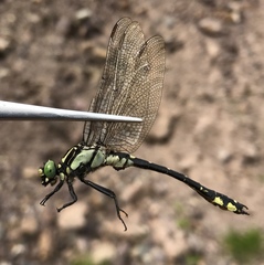 Shaogomphus schmidti