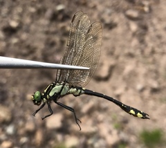 Shaogomphus schmidti