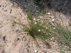 Felicia hyssopifolia