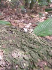 Poecilesthus suturalis