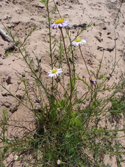 Felicia hyssopifolia